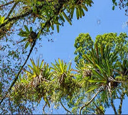 Icono