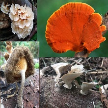 Icono